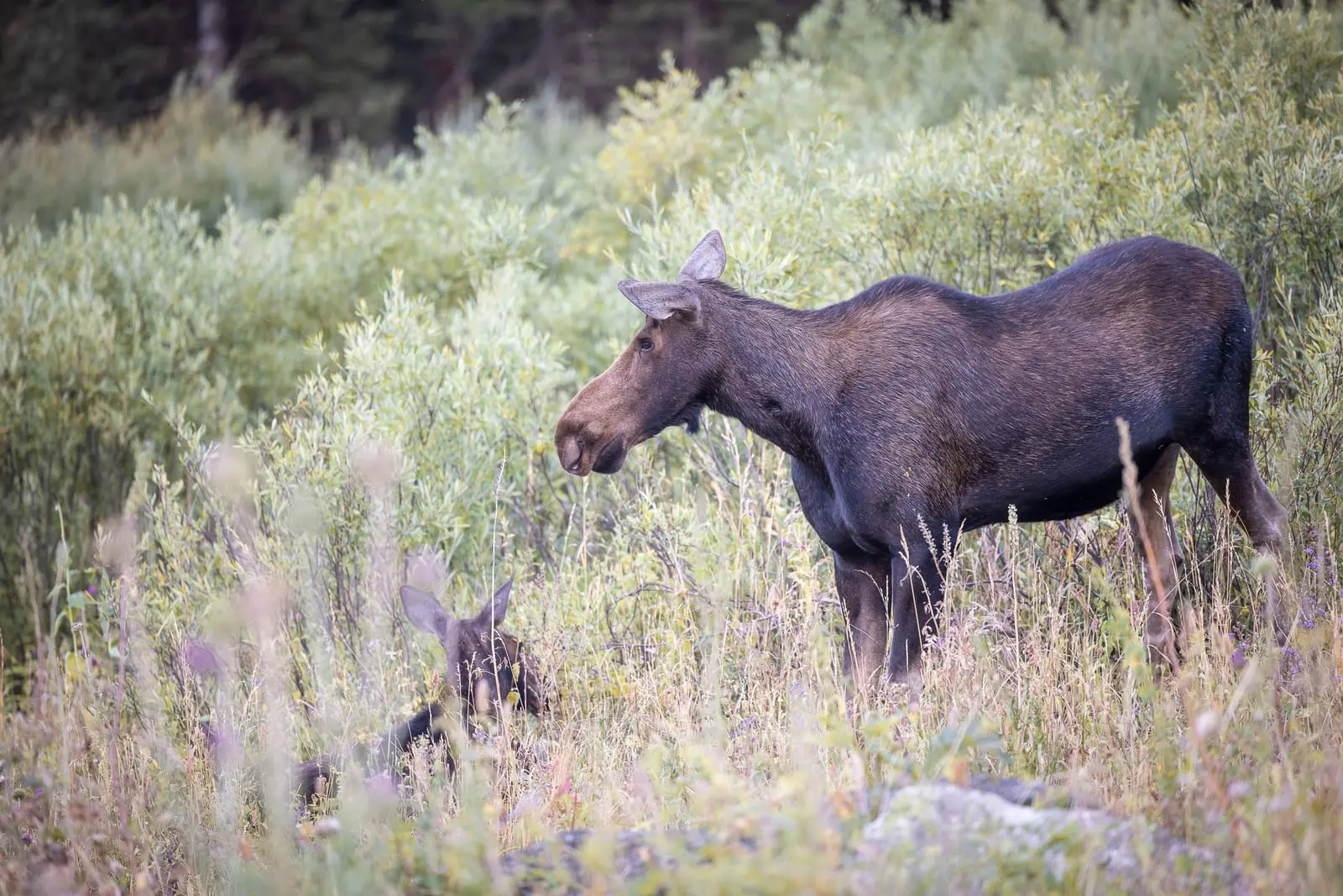Élan et son petit - Grand Teton