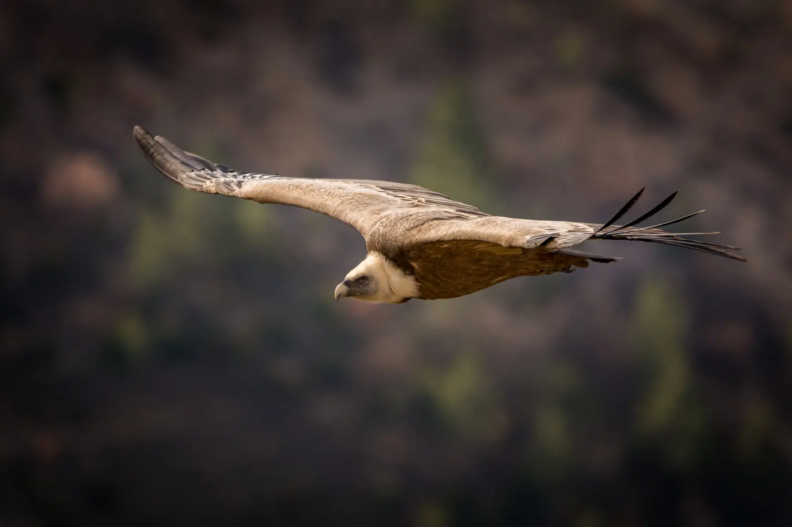 Vautour - animalier