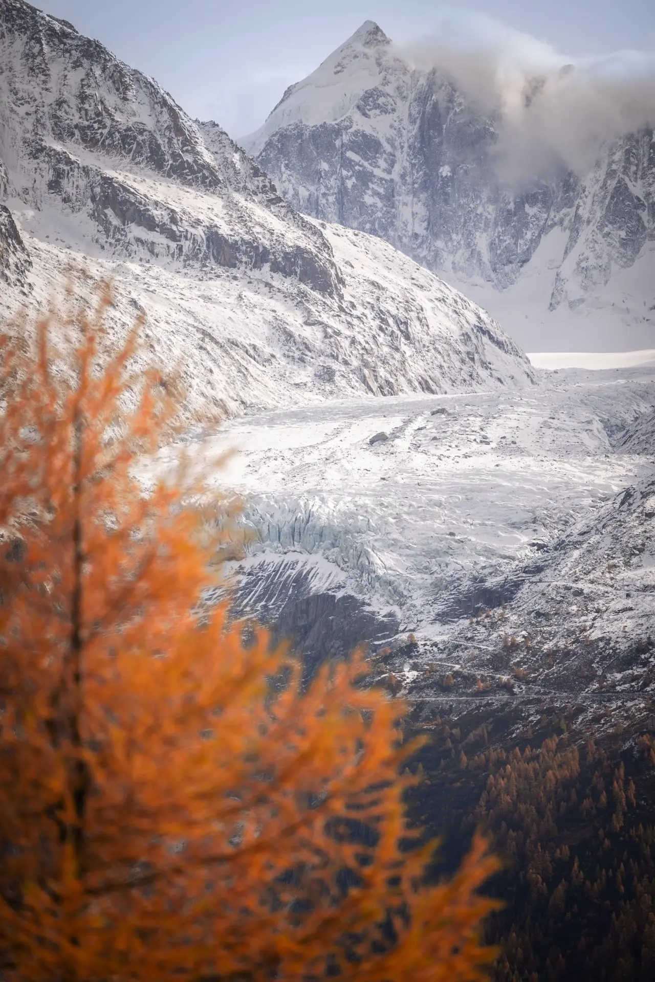 Glacier et mélèzes d’automne dans le massif du Mont-Blanc - Mont Blanc