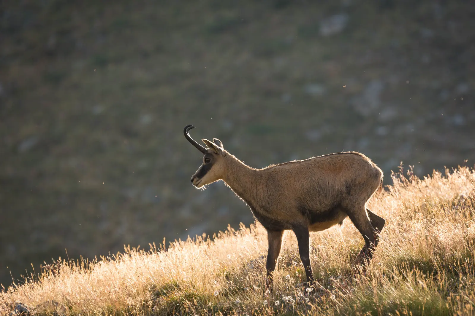 Chamois - animalier
