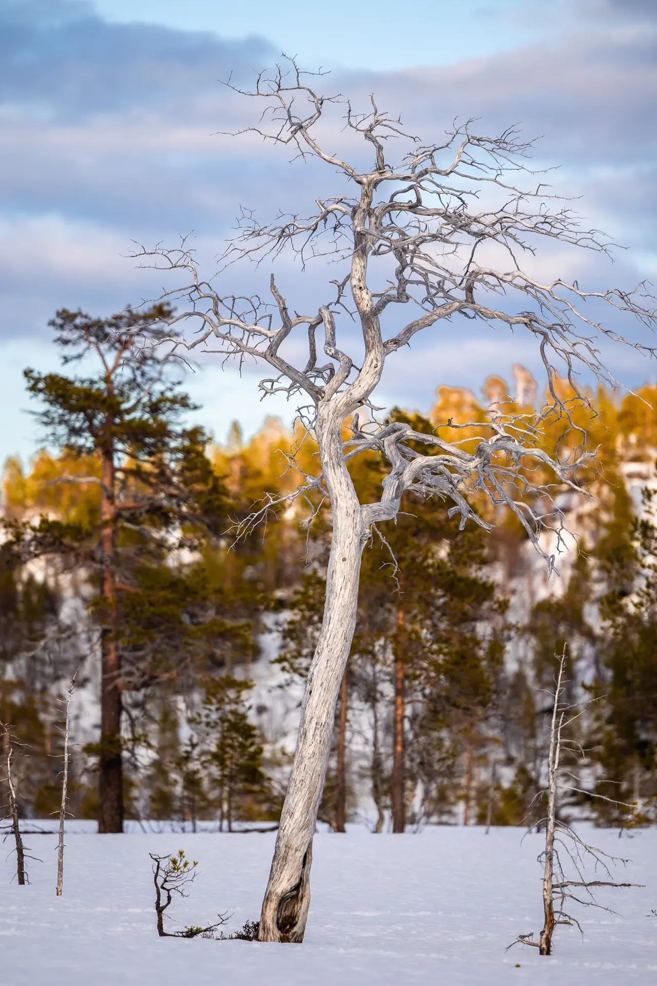 The White Tree