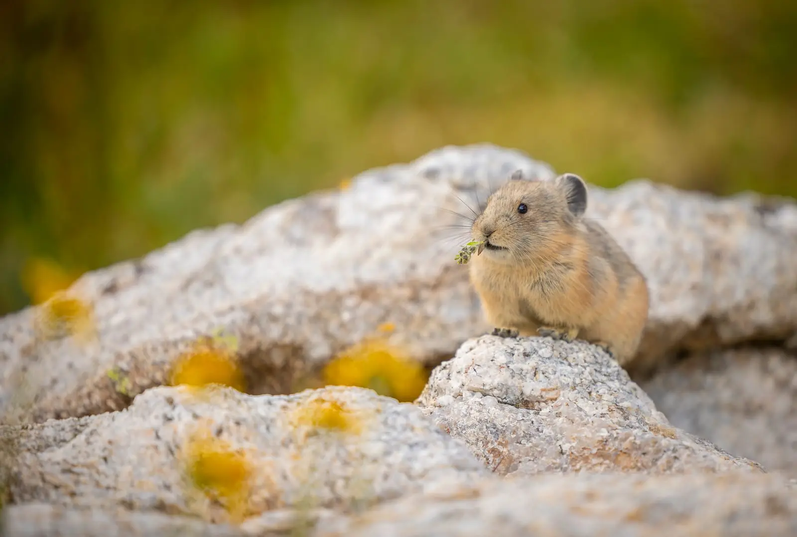 Le pika se restaure - Grand Teton