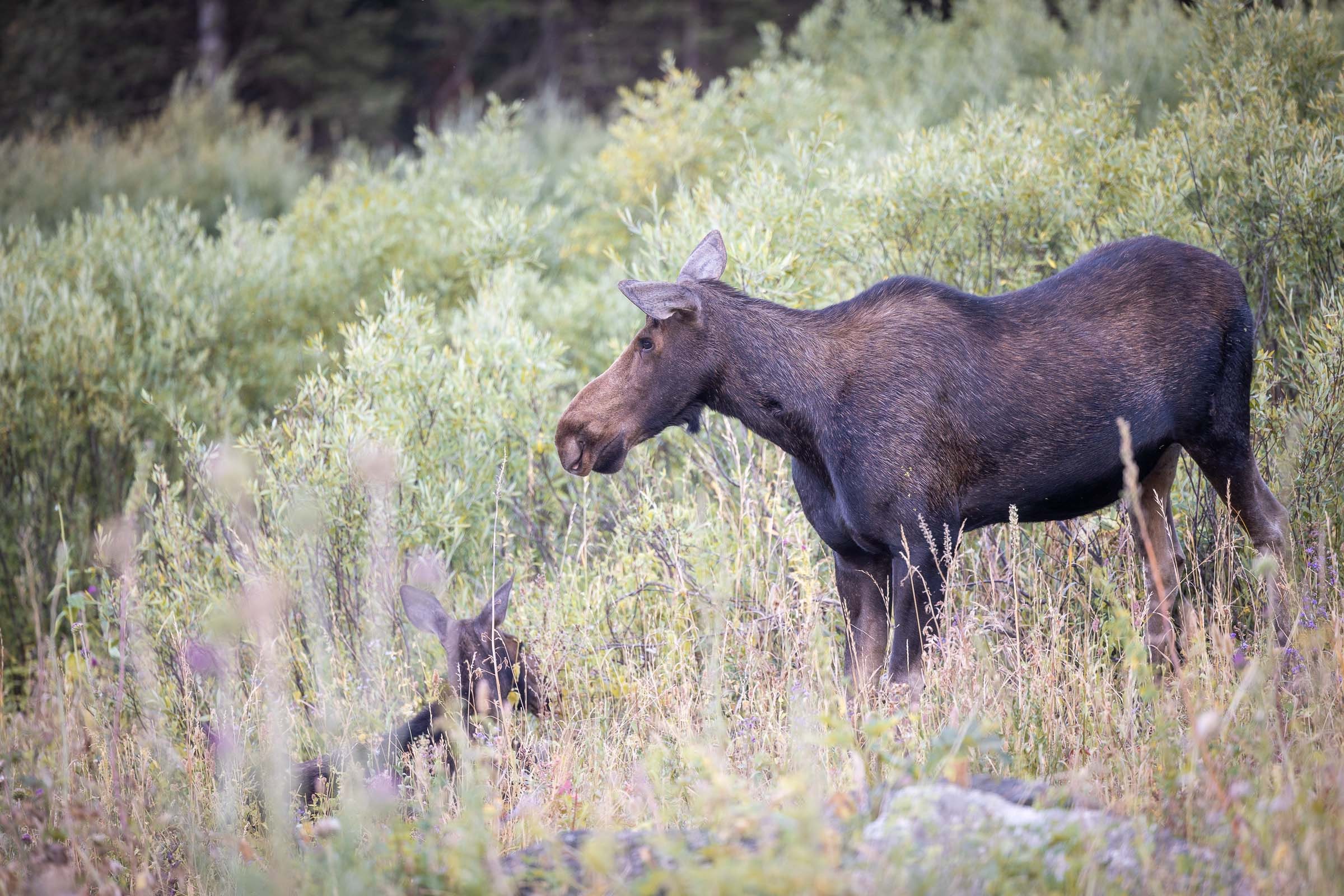 Parc National de Grand Teton — photo 1