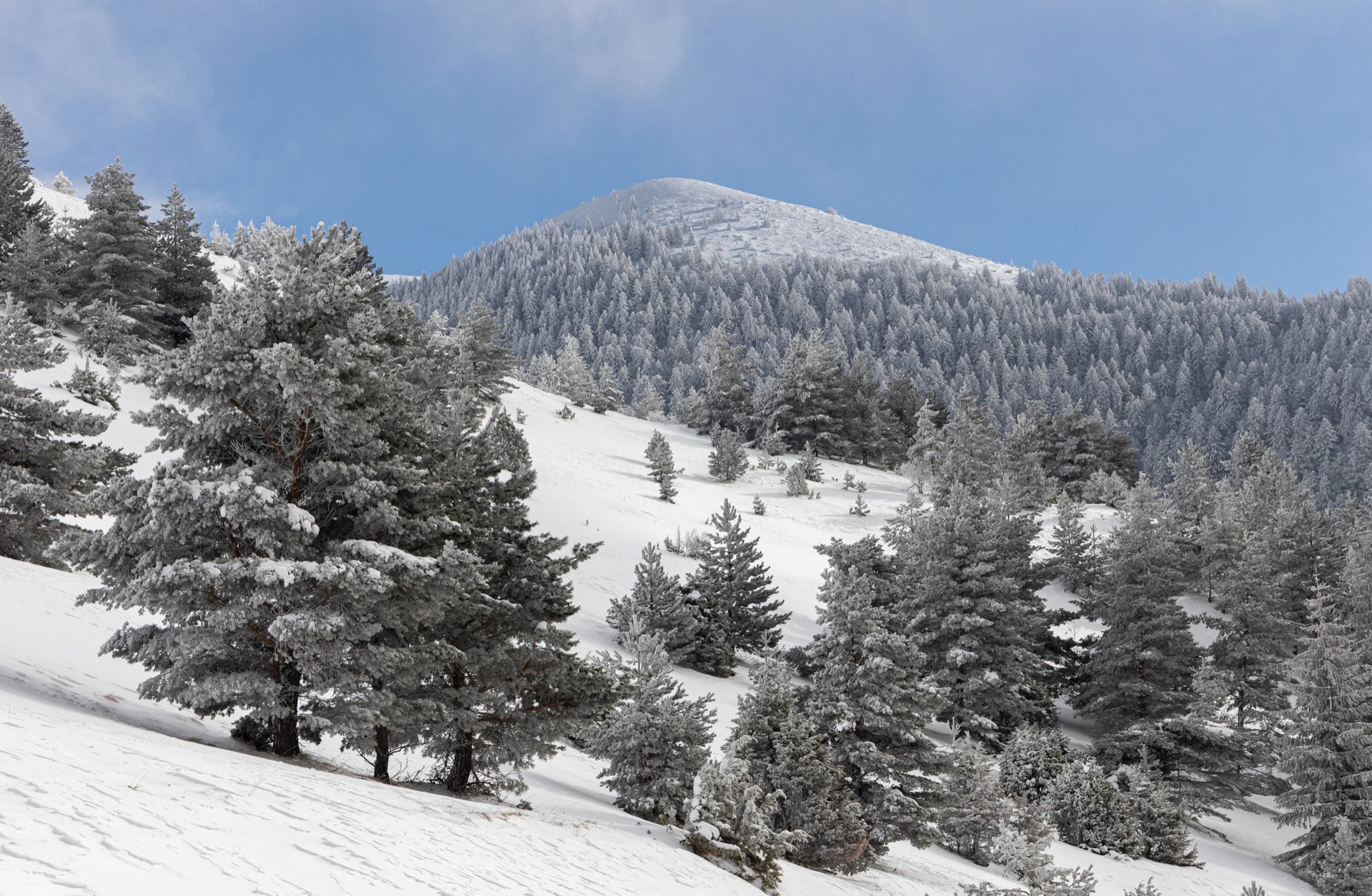 Forêt givrée du Dévoluy