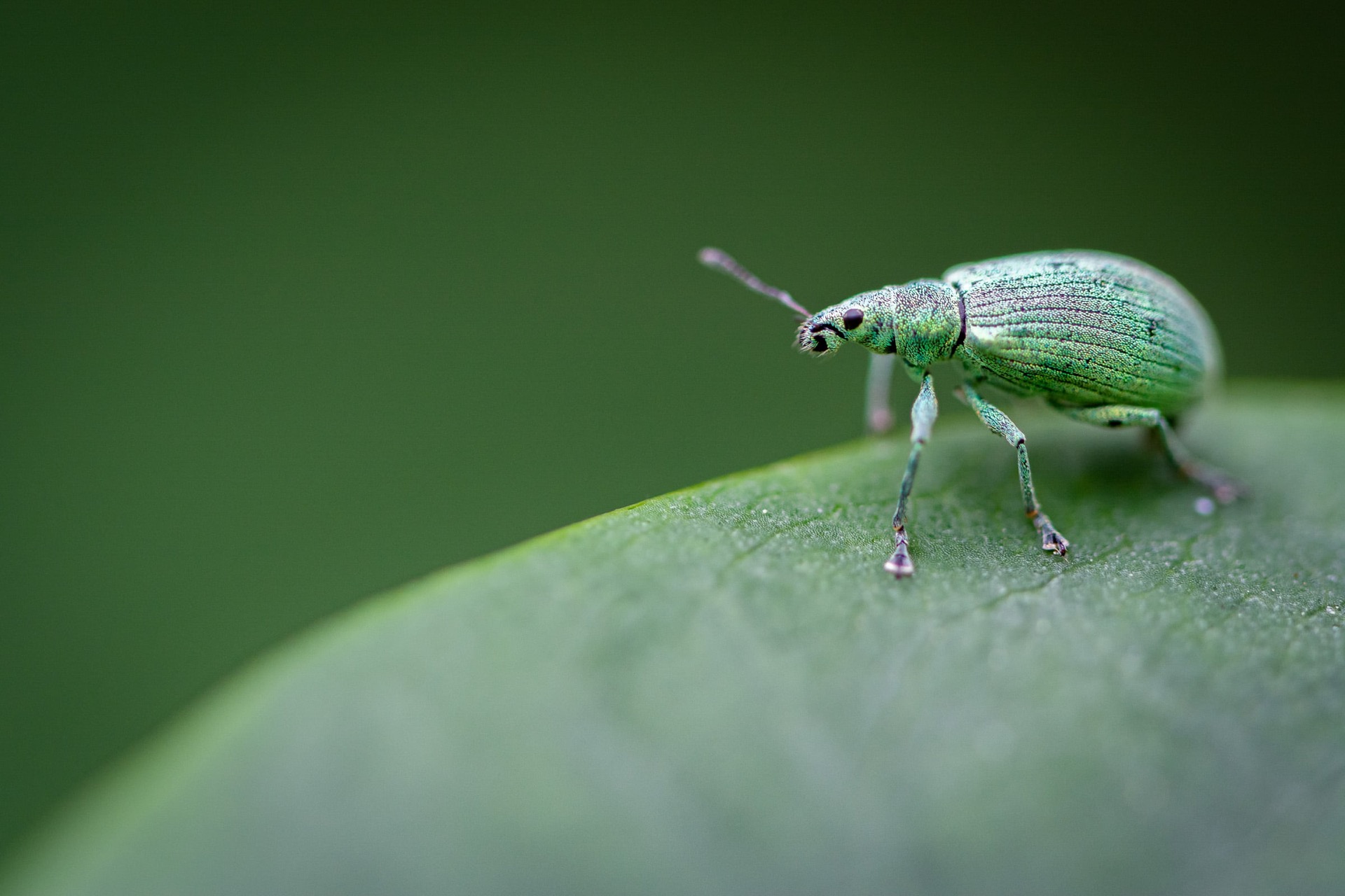 Polydrusus planifrons - macro et proxi